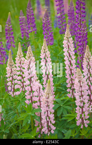 blühenden Lupinen Blumenkarte Stockfoto