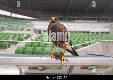 TROJAN HAWK Andrzej Trojaner den Boden Keeper im Stadion Miejski (The Municipal Stadium), Heimat der besten polnischen Fußball Club Śląsk Breslau, beschäftigt ein resident Falke, andere Vögel nisten und allgemeine Schädlingsbekämpfung der Arena abhalten. Die 42.771 fassende Stadion befindet sich auf Aleja Śląska im westlichen Teil des Stadtteils Pilczyce. Gebaut für die Europameisterschaft 2012 ist es die drittgrößte in Polen nach Warschauer Nationalstadion und das Schlesische Stadion.  Mitwirkende: Hawk an das städtische Stadion wo: Wroclaw/Breslau, DOLNOSLASKIE, Polen bei: 28. März 2013 Stockfoto