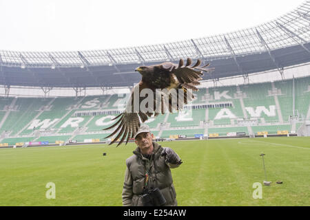 TROJAN HAWK Andrzej Trojaner den Boden Keeper im Stadion Miejski (The Municipal Stadium), Heimat der besten polnischen Fußball Club Śląsk Breslau, beschäftigt ein resident Falke, andere Vögel nisten und allgemeine Schädlingsbekämpfung der Arena abhalten. Die 42.771 fassende Stadion befindet sich auf Aleja Śląska im westlichen Teil des Stadtteils Pilczyce. Gebaut für die Europameisterschaft 2012 ist es die drittgrößte in Polen nach Warschauer Nationalstadion und das Schlesische Stadion.  Mitwirkende: Hawk an das städtische Stadion wo: Wroclaw/Breslau, DOLNOSLASKIE, Polen bei: 28. März 2013 Stockfoto