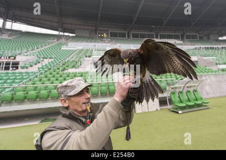 TROJAN HAWK Andrzej Trojaner den Boden Keeper im Stadion Miejski (The Municipal Stadium), Heimat der besten polnischen Fußball Club Śląsk Breslau, beschäftigt ein resident Falke, andere Vögel nisten und allgemeine Schädlingsbekämpfung der Arena abhalten. Die 42.771 fassende Stadion befindet sich auf Aleja Śląska im westlichen Teil des Stadtteils Pilczyce. Gebaut für die Europameisterschaft 2012 ist es die drittgrößte in Polen nach Warschauer Nationalstadion und das Schlesische Stadion.  Mitwirkende: Hawk an das städtische Stadion wo: Wroclaw/Breslau, DOLNOSLASKIE, Polen bei: 28. März 2013 Stockfoto