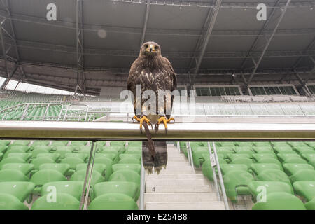 TROJAN HAWK Andrzej Trojaner den Boden Keeper im Stadion Miejski (The Municipal Stadium), Heimat der besten polnischen Fußball Club Śląsk Breslau, beschäftigt ein resident Falke, andere Vögel nisten und allgemeine Schädlingsbekämpfung der Arena abhalten. Die 42.771 fassende Stadion befindet sich auf Aleja Śląska im westlichen Teil des Stadtteils Pilczyce. Gebaut für die Europameisterschaft 2012 ist es die drittgrößte in Polen nach Warschauer Nationalstadion und das Schlesische Stadion.  Mitwirkende: Hawk an das städtische Stadion wo: Wroclaw/Breslau, DOLNOSLASKIE, Polen bei: 28. März 2013 Stockfoto