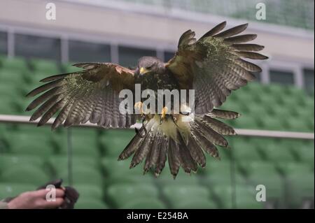 TROJAN HAWK Andrzej Trojaner den Boden Keeper im Stadion Miejski (The Municipal Stadium), Heimat der besten polnischen Fußball Club Śląsk Breslau, beschäftigt ein resident Falke, andere Vögel nisten und allgemeine Schädlingsbekämpfung der Arena abhalten. Die 42.771 fassende Stadion befindet sich auf Aleja Śląska im westlichen Teil des Stadtteils Pilczyce. Gebaut für die Europameisterschaft 2012 ist es die drittgrößte in Polen nach Warschauer Nationalstadion und das Schlesische Stadion.  Mitwirkende: Hawk an das städtische Stadion wo: Wroclaw/Breslau, DOLNOSLASKIE, Polen bei: 28. März 2013 Stockfoto