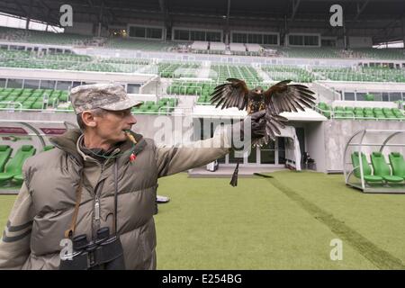 TROJAN HAWK Andrzej Trojaner den Boden Keeper im Stadion Miejski (The Municipal Stadium), Heimat der besten polnischen Fußball Club Śląsk Breslau, beschäftigt ein resident Falke, andere Vögel nisten und allgemeine Schädlingsbekämpfung der Arena abhalten. Die 42.771 fassende Stadion befindet sich auf Aleja Śląska im westlichen Teil des Stadtteils Pilczyce. Gebaut für die Europameisterschaft 2012 ist es die drittgrößte in Polen nach Warschauer Nationalstadion und das Schlesische Stadion.  Mitwirkende: Hawk an das städtische Stadion wo: Wroclaw/Breslau, DOLNOSLASKIE, Polen bei: 28. März 2013 Stockfoto