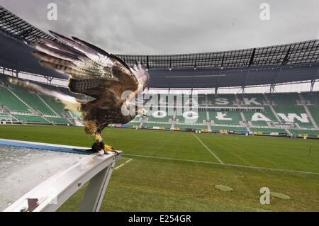 TROJAN HAWK Andrzej Trojaner den Boden Keeper im Stadion Miejski (The Municipal Stadium), Heimat der besten polnischen Fußball Club Śląsk Breslau, beschäftigt ein resident Falke, andere Vögel nisten und allgemeine Schädlingsbekämpfung der Arena abhalten. Die 42.771 fassende Stadion befindet sich auf Aleja Śląska im westlichen Teil des Stadtteils Pilczyce. Gebaut für die Europameisterschaft 2012 ist es die drittgrößte in Polen nach Warschauer Nationalstadion und das Schlesische Stadion.  Mitwirkende: Hawk an das städtische Stadion wo: Wroclaw/Breslau, DOLNOSLASKIE, Polen bei: 28. März 2013 Stockfoto