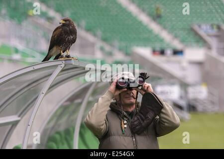 TROJAN HAWK Andrzej Trojaner den Boden Keeper im Stadion Miejski (The Municipal Stadium), Heimat der besten polnischen Fußball Club Śląsk Breslau, beschäftigt ein resident Falke, andere Vögel nisten und allgemeine Schädlingsbekämpfung der Arena abhalten. Die 42.771 fassende Stadion befindet sich auf Aleja Śląska im westlichen Teil des Stadtteils Pilczyce. Gebaut für die Europameisterschaft 2012 ist es die drittgrößte in Polen nach Warschauer Nationalstadion und das Schlesische Stadion.  Mitwirkende: Hawk an das städtische Stadion wo: Wroclaw/Breslau, DOLNOSLASKIE, Polen bei: 28. März 2013 Stockfoto