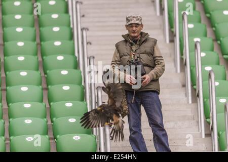 TROJAN HAWK Andrzej Trojaner den Boden Keeper im Stadion Miejski (The Municipal Stadium), Heimat der besten polnischen Fußball Club Śląsk Breslau, beschäftigt ein resident Falke, andere Vögel nisten und allgemeine Schädlingsbekämpfung der Arena abhalten. Die 42.771 fassende Stadion befindet sich auf Aleja Śląska im westlichen Teil des Stadtteils Pilczyce. Gebaut für die Europameisterschaft 2012 ist es die drittgrößte in Polen nach Warschauer Nationalstadion und das Schlesische Stadion.  Mitwirkende: Hawk an das städtische Stadion wo: Wroclaw/Breslau, DOLNOSLASKIE, Polen bei: 28. März 2013 Stockfoto