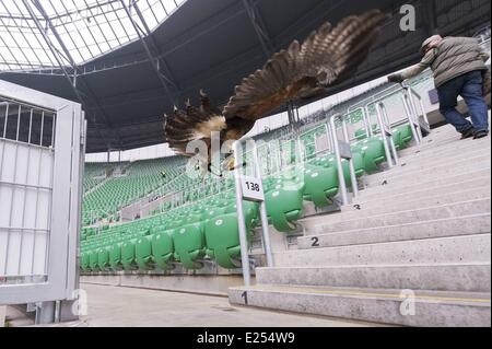 TROJAN HAWK Andrzej Trojaner den Boden Keeper im Stadion Miejski (The Municipal Stadium), Heimat der besten polnischen Fußball Club Śląsk Breslau, beschäftigt ein resident Falke, andere Vögel nisten und allgemeine Schädlingsbekämpfung der Arena abhalten. Die 42.771 fassende Stadion befindet sich auf Aleja Śląska im westlichen Teil des Stadtteils Pilczyce. Gebaut für die Europameisterschaft 2012 ist es die drittgrößte in Polen nach Warschauer Nationalstadion und das Schlesische Stadion.  Mitwirkende: Hawk an das städtische Stadion wo: Wroclaw/Breslau, DOLNOSLASKIE, Polen bei: 28. März 2013 Stockfoto