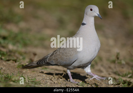 Rotflügel Taube Streptopelia decaocto Stockfoto