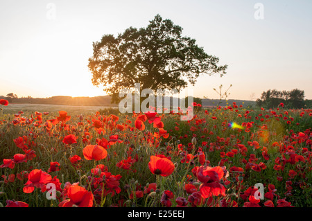 Mohnfeld in der Abenddämmerung, Hucknall Nottinghamshire England UK Stockfoto