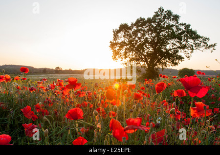 Mohnfeld in der Abenddämmerung, Hucknall Nottinghamshire England UK Stockfoto