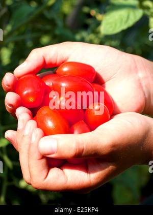 die Hände des Kindes mit dem roten nahm frisch Tomaten im Sommer Stockfoto