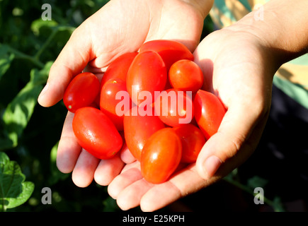 Kind mit seinen Händen voller rote, reife Tomaten gepflückt von der Pflanze im Sommer Stockfoto