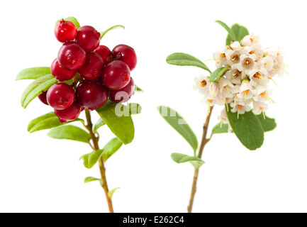 Vaccinium Vitis-Idaea, Preiselbeer-Zweige mit Blüten, Beeren und Blätter isoliert Stockfoto