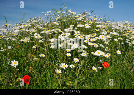 Ochse Auge Gänseblümchen - Leucanthemum Vulgare mit gemeinsamen Mohn - Papaver rhoeas Stockfoto