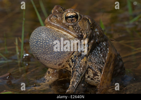 Amerikanische Kröte, Bufo Americanus, Male anrufen, Weibchen, New York zu gewinnen Stockfoto