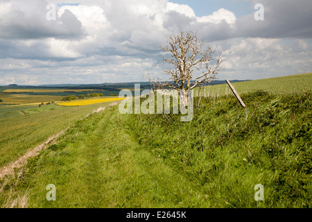 Weg über Kreide Downland Hochland Landschaftskulisse alle Cannings nach unten, in der Nähe von East Kennet, Wiltshire, England-Cumulus-Wolken Stockfoto