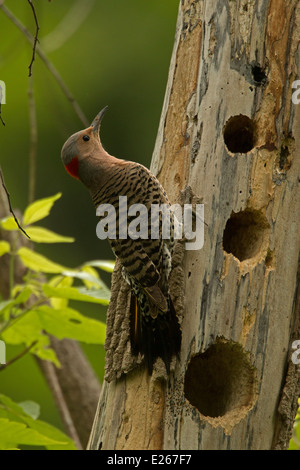 Nördlichen Flicker (Colaptes Auratus) ist ein mittlerer Größe Mitglied der Familie Specht, New York, am nest Stockfoto