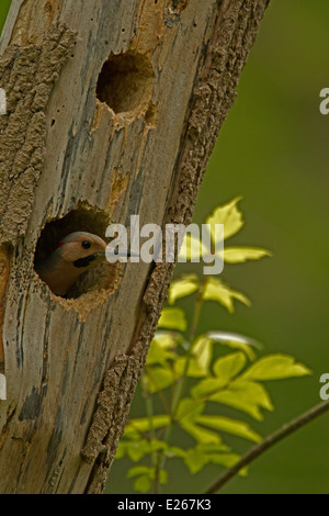 Nördlichen Flicker (Colaptes Auratus) ist ein mittlerer Größe Mitglied der Familie Specht, New York, am nest Stockfoto