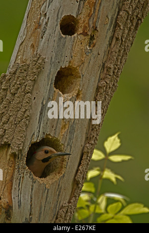 Nördlichen Flicker (Colaptes Auratus) ist ein mittlerer Größe Mitglied der Familie Specht, New York, am nest Stockfoto