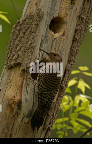 Nördlichen Flicker (Colaptes Auratus) ist ein mittlerer Größe Mitglied der Familie Specht, New York, am nest Stockfoto