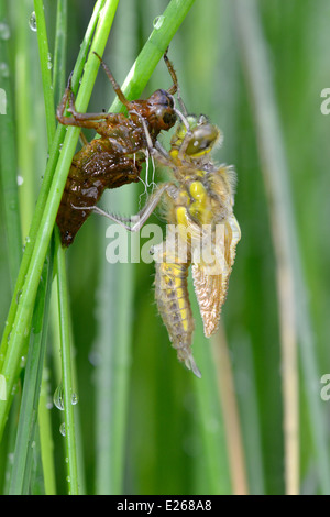 Vier-spotted Chaser - Libellula quadrimaculata Stockfoto