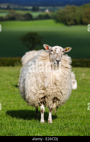 Schafe auf der grünen Wiese in England an einem sonnigen Tag lächelnd. Ein grasender Schafe, Bäume und Sonne Patches im Hintergrund. Stockfoto