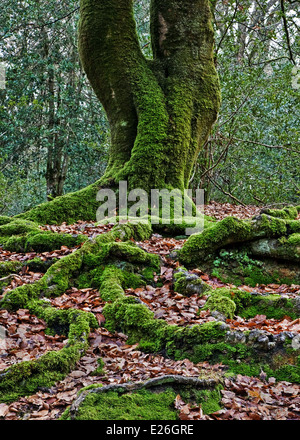 Moosbewachsenen Baumstamm und Wurzelwerk, in The New Forest, Hampshire, England Stockfoto