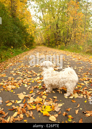 Hund schaut Weg im Herbst Stockfoto