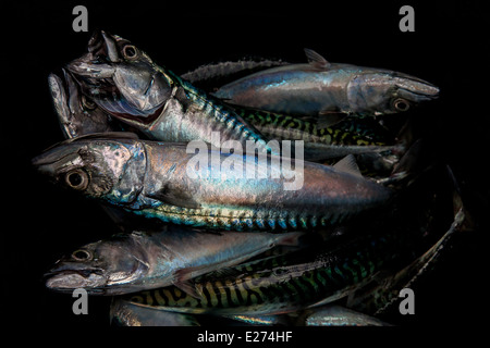 Makrele, frisch gefangen von den Fischern in Dartmouth, Devon, England Stockfoto