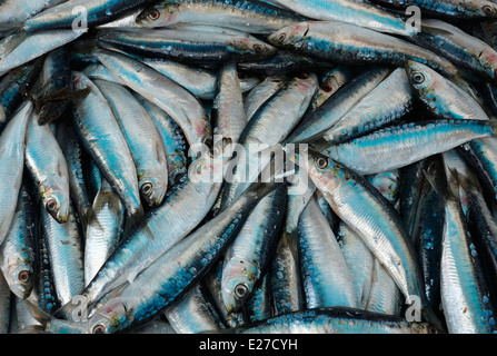 Makrelen auf Fischhändler Markt Abwürgen, Rennes, Bretagne, Frankreich Stockfoto