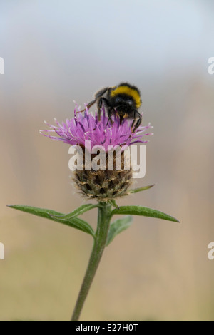 Hummel, die Fütterung auf wilde Blume Stockfoto