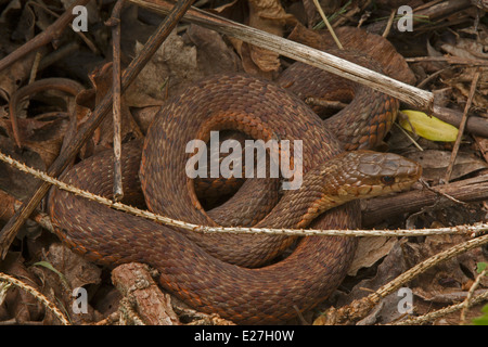 Gemeinsamen Strumpfband-Schlange, Thamnophis Sirtalis, Pennsylvania Stockfoto