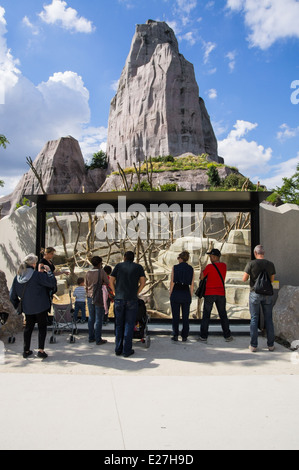 Besucher betrachten Paviane durch das Glas Zoo Paris Frankreich Stockfoto