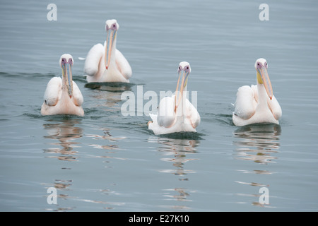 Großer weißer Pelikan (Pelecanus Onocrotalus) auch bekannt als der östlichen weißer Pelikan, rosigen Pelikan. Walvis Bay, Namibia. Stockfoto