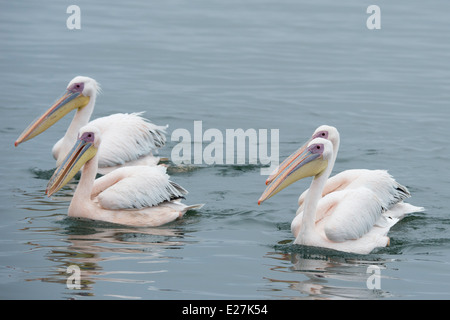 Großer weißer Pelikan (Pelecanus Onocrotalus) auch bekannt als der östlichen weißer Pelikan, rosigen Pelikan. Walvis Bay, Namibia. Stockfoto