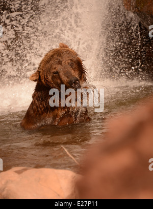 Braunbär Kopfschütteln im Wasserfall Stockfoto