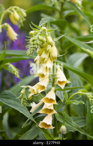 Digitalis Grandiflora. Große gelbe Fingerhut. Stockfoto