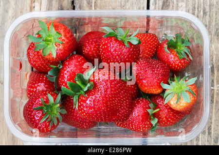 Wählen Sie Ihre eigenen Erdbeeren frisch im Feld Stockfoto