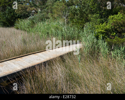 Promenade durch das Moor, Outer Banks, North Carolina Stockfoto