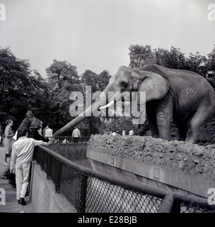 Historisches Bild der 1950er Jahre, das eine Dame zeigt, die einen Elefanten im ZSL London Zoo, Regent's Park, füttert. England. Die Elefanten kamen 1831 zum ersten Mal in den Zoo und die Besucher konnten dann auf ihnen reiten, aber sie gingen 2001 zum Whipsnade Wild Animal Park, Bedfordshire. Der Londoner Zoo wurde 1847 für die Öffentlichkeit zur Unterstützung der Finanzierung geöffnet, da er ursprünglich 1828 als reiner Ort für wissenschaftliche Studien der Zoological Society of London (ZSL) eröffnet wurde, einer Wohltätigkeitsorganisation, die sich für den Schutz von Tieren und ihren Lebensräumen einsetzt. Stockfoto