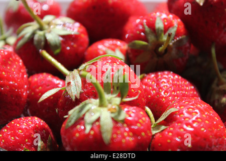 roten frischen Duft Garten süßen Erdbeeren Stockfoto