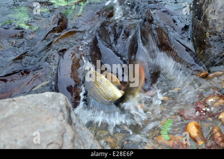 Karpfen Sie Fressattacke. Die Fische waren fast aus dem Wasser, Brot in diesem Park in Surrey, England geworfen zu bekommen. Stockfoto