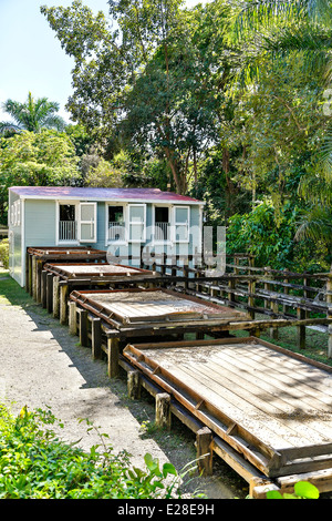 Sklaven-Viertel und hölzernen Kaffee Pfannen, Hacienda Buena Vista, in der Nähe von Ponce, Puerto Rico Stockfoto