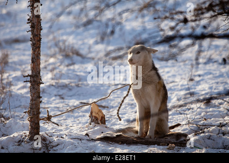 Sibirischer Hund im Schnee gebunden, Baum-Wolf-Haustier-Morgen Stockfoto