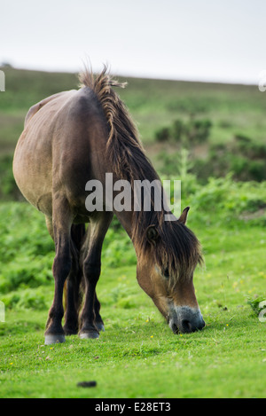 Wild (halb-wilden) Exmoor Ponys in Exmoor an der Küste von Devon, UK. Stockfoto