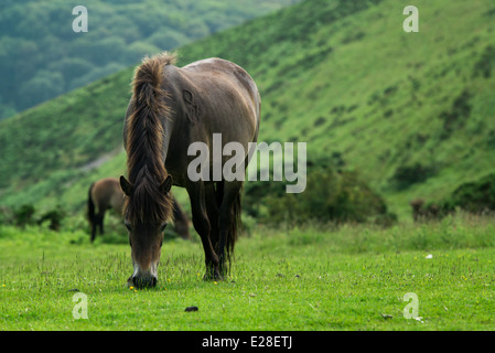 Wild (halb-wilden) Exmoor Ponys in Exmoor an der Küste von Devon, UK. Stockfoto