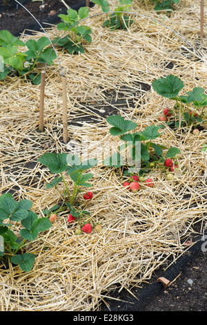 Schützende Netting über Erdbeerpflanzen mit reife Erdbeeren in einen englischen Garten Stockfoto