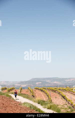 4. Juni 2013 Pilger auf dem Camino de Santiago durch Weinberge in der Nähe von Nájera, La Rioja, Spanien Stockfoto