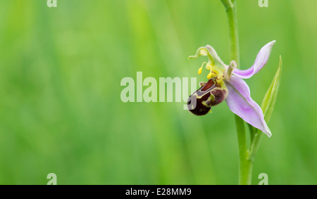 Ophrys Apifera. Biene-Orchidee Stockfoto