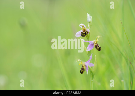 Ophrys Apifera. Biene-Orchidee Stockfoto